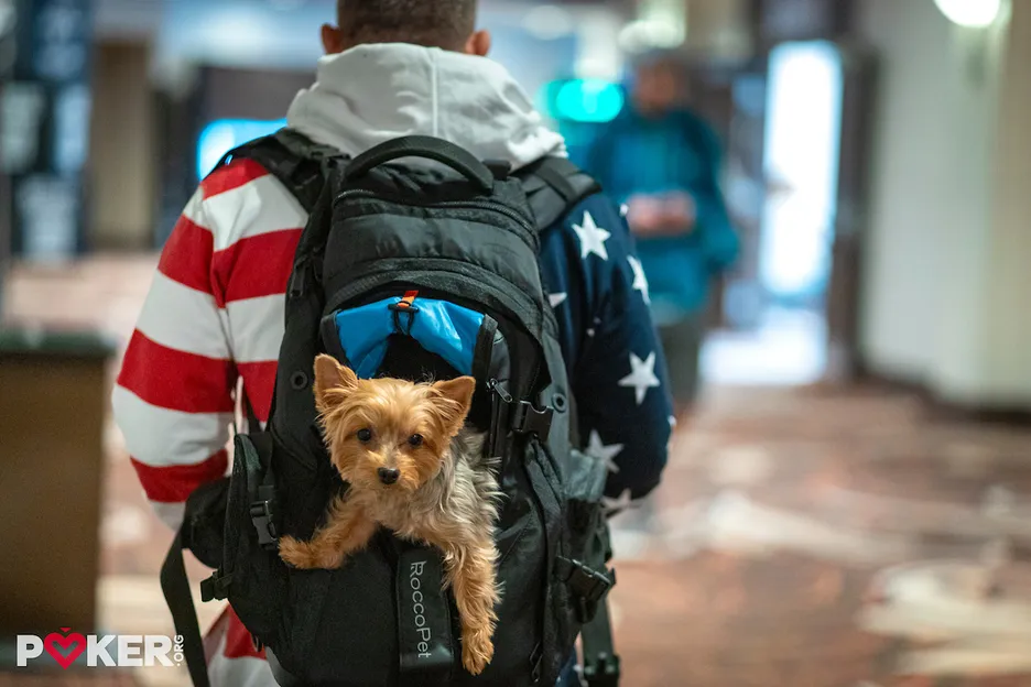 Main Event on July 4th and a dog