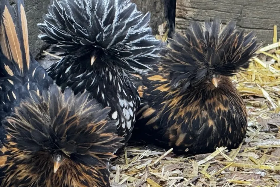 Caitlin, Jackie, and a yet to be named chicken on Jordison's ranch