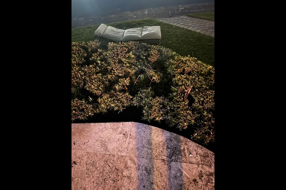 The bushes were in worse shape than Hellmuth. 